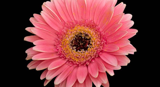 Kukka hieno taide asetelma yksityiskohtaiset pastelliväri makro yhden eristetyn vaaleanpunainen gerbera kukka yksityiskohtainen rakenne, ylhäältä näkymä, musta tausta  - Valokuva, kuva