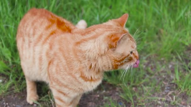 Adorable gato tabby rojo adulto se lame los labios después del almuerzo en el parque en verano - Metraje, vídeo