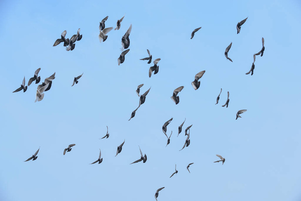 Стая голубей летит по голубому небу - Фото, изображение