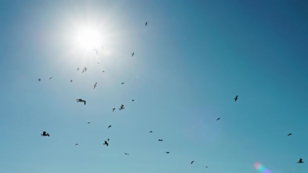Una bandada de gaviotas volando en el cielo despejado con un sol brillante detrás - Imágenes, Vídeo