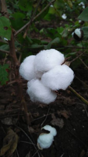 Planta de algodão madura pronta para a colheita. - Foto, Imagem
