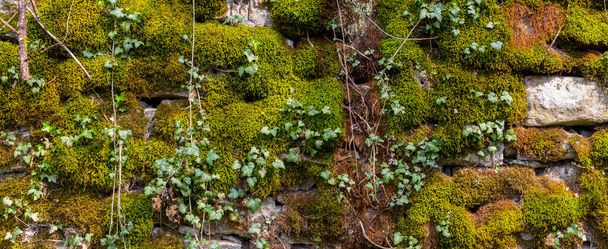 緑と茶色の苔と自然の背景のためのツタで覆われた古い天然石の壁の広いパノラマ - 写真・画像