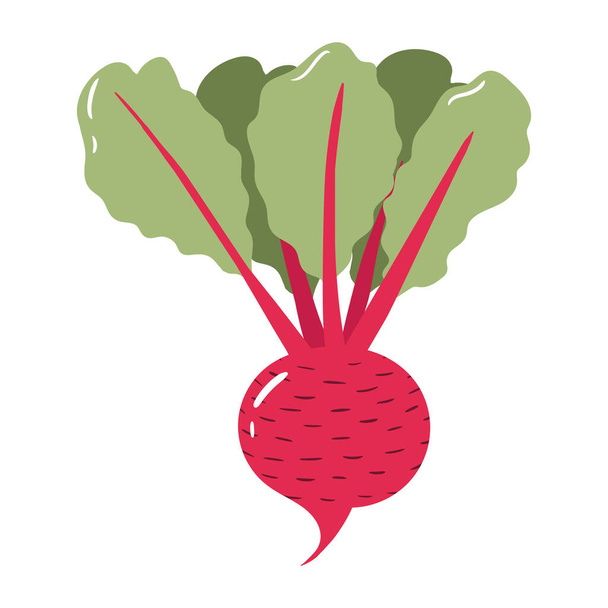 Beet colorful vector illustration isolated on white background. Hand drawn style, cute doodle art. Agricultural concept. Vegetables for gardening. Healthy diet. - Vector, Image