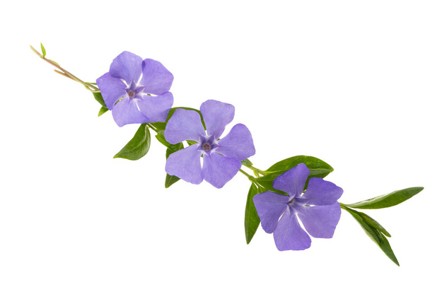 beautiful flowers periwinkle isolated on white background  - Fotó, kép