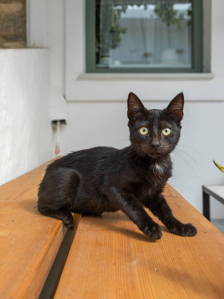 Wild black cat sitting on a chair , Antiparos town street on the island Antiparos, Cyclades, Greece. - Fotografie, Obrázek