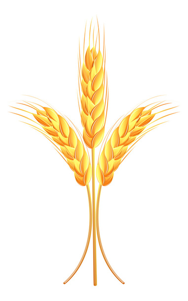 Wheat ears icon - Vector, Imagen