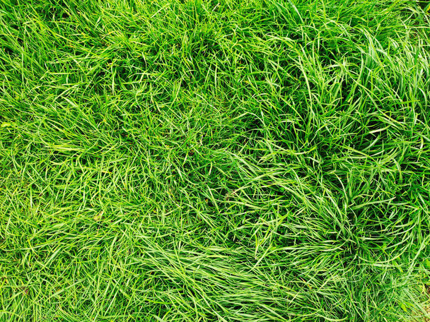 新鮮な緑の草の背景テクスチャトップビュー。春の芝生模様 - 写真・画像