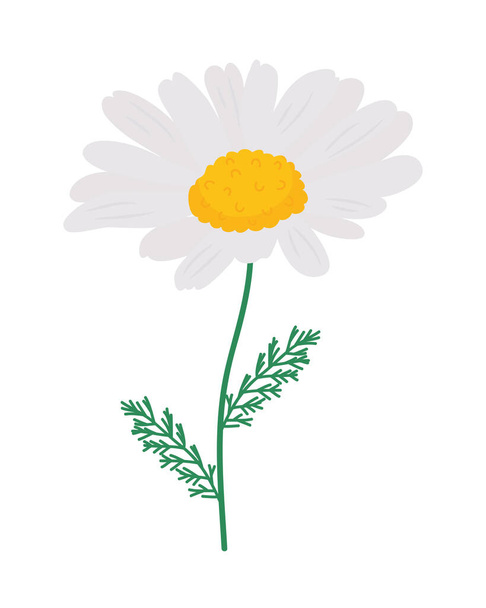 カモミールの花のイラスト - ベクター画像