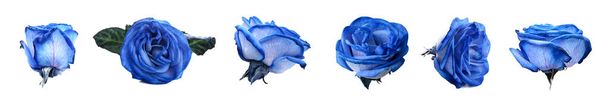 Siniset ruusut valkoisella pohjalla - Valokuva, kuva