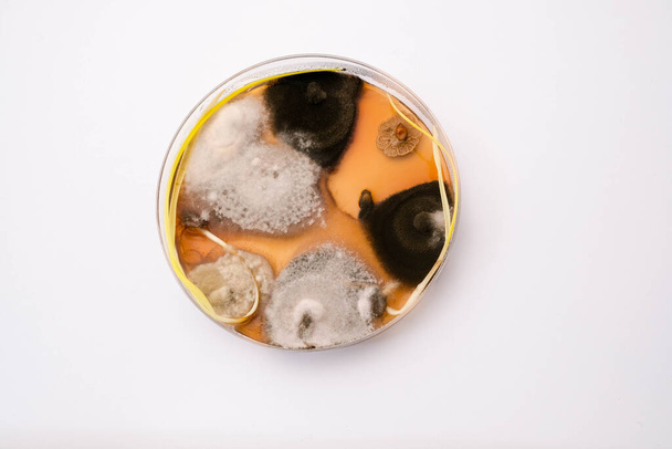 zdjęcie wzrostu grzybów na podłożu agarowym w szalce Petriego - Zdjęcie, obraz