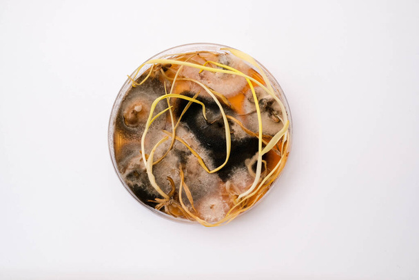 foto de crecimiento de hongos en medios de agar en placa petri - Foto, Imagen