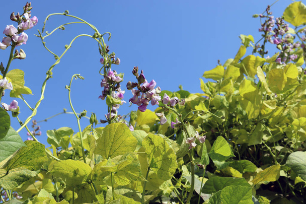 frischer und gesunder Edamame-Blütenstock am Baum für die Ernte - Foto, Bild