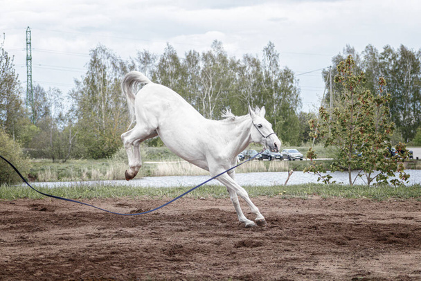 Сірий латвійський порода кінь стрибає в повітря і закріплюється на лінії лаунжу
. - Фото, зображення