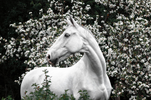 Szürke lett fajta ló portré virágzó almafa virágok. - Fotó, kép