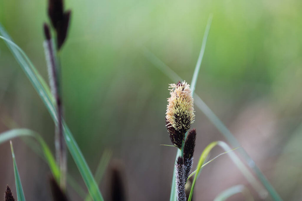 primavera menor estanque-junco (Carex acutiformis) flores primer plano enfoque selectivo - Foto, Imagen