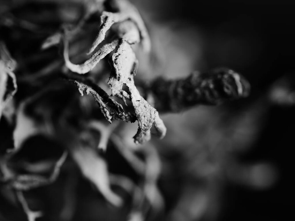 A closeup shot of a white and black dry plant against a blurred background - Valokuva, kuva