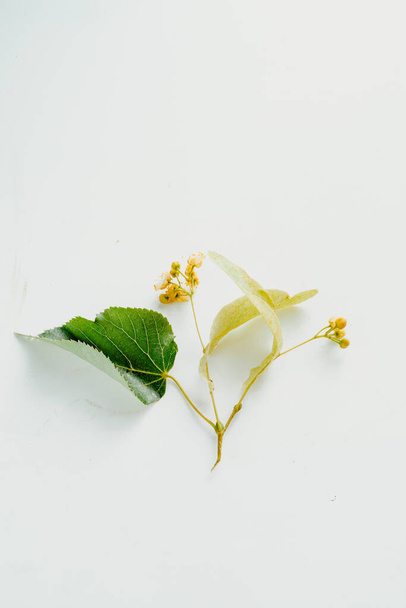 Linden λουλούδια γκρο πλαν σε λευκό φόντο. Στην κορυφή. τη χρήση του χρώματος ασβέστη στην ιατρική. Λουλούδια φλαμουριάς για τσάι Λίντεν. Κάθετη εικόνα - Φωτογραφία, εικόνα