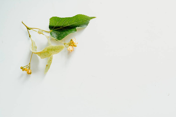 Linden λουλούδια γκρο πλαν σε λευκό φόντο. Στην κορυφή. τη χρήση του χρώματος ασβέστη στην ιατρική. Λουλούδια φλαμουριάς για τσάι Λίντεν. Οριζόντια εικόνα - Φωτογραφία, εικόνα