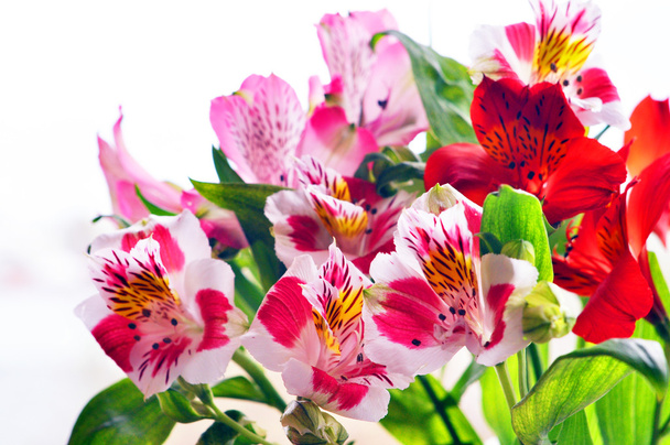 Kukkakimppu alstromeria
 - Valokuva, kuva