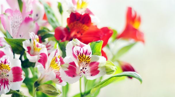 アルストロメリアの花束 - 写真・画像