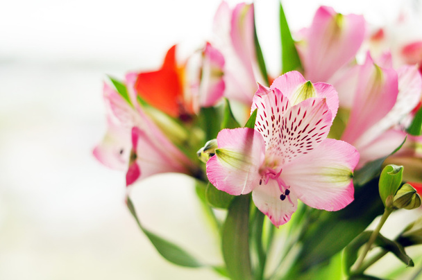 Kukkakimppu alstromeria
 - Valokuva, kuva