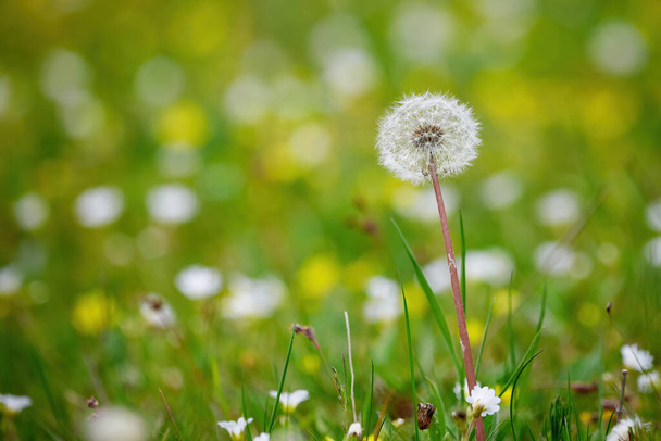 Beyaz karahindiba ve çiçekler mavi arka planda bir çayırda - Fotoğraf, Görsel