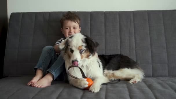 4k. malý šťastný chlapec hrát s australský ovčák pes míč - Záběry, video