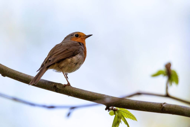 A close up portrait of a red breast passerine bird or european robin sitting on a branch of a tree in a forest. The animal is perched and is looking around. On the branch are some leaves. - Photo, Image