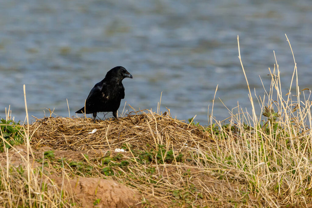 ένα μαύρο κοράκι στο έδαφος - Φωτογραφία, εικόνα