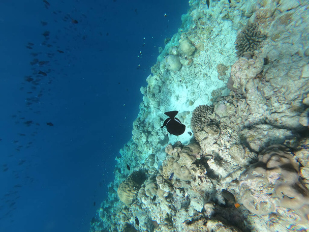 Scholen van kleurrijke tropische vissen zwemmen rond koralen op een tropisch rif in de Malediven. - Foto, afbeelding