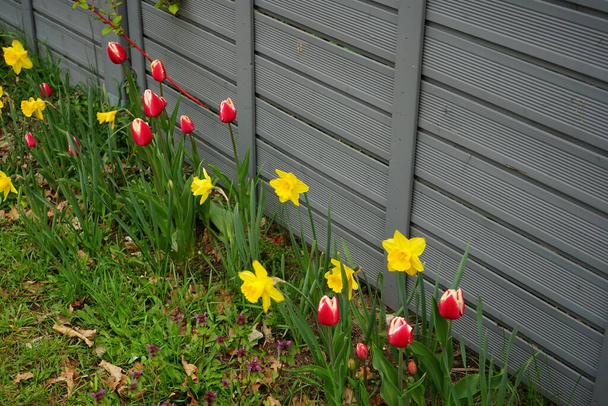 Tulips and daffodils by the fence in spring. Marzahn-Hellersdorf, Berlin, Germany  - Photo, Image