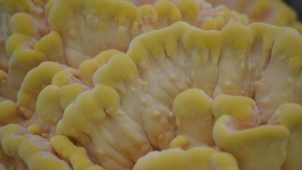 keltainen sieni puun kuori ns Laetiporus rikki - Valokuva, kuva