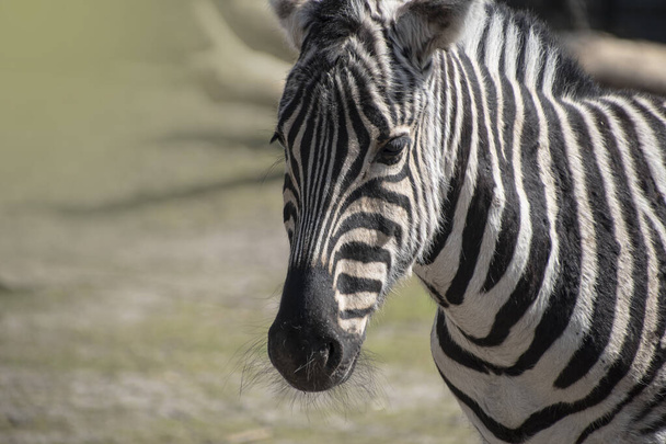 A Hartmann hegyi zebra, Equus zebra hartmannae alfaja a hegyi zebra található messze délnyugati Angola és Nyugat-Namíbia - Fotó, kép