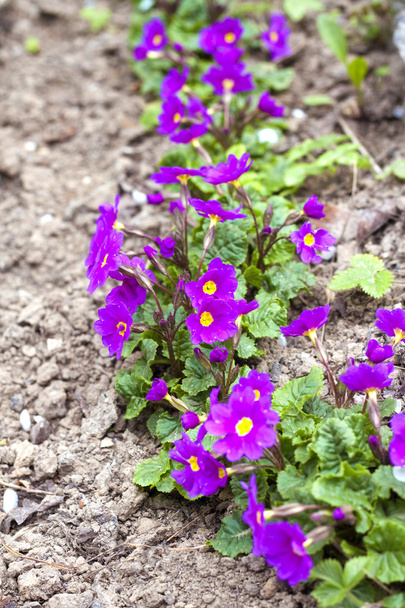 Primas púrpuras (primula vulgaris) en primavera
 - Foto, Imagen