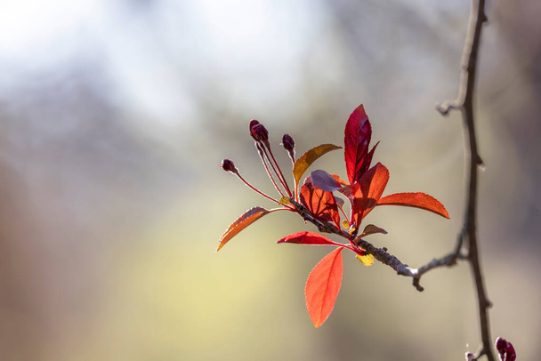 Frische Blätter auf einem Ast im Frühling - Foto, Bild