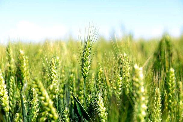 Os campos de trigo verde, crescendo, cheios de vitalidade - Foto, Imagem