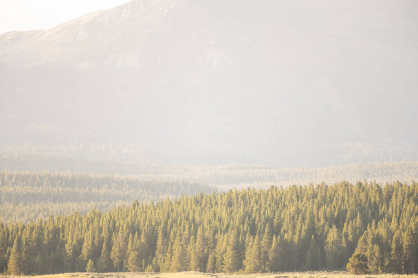 Dunst hängt an einem heißen Sommertag über dem Wald im Yellowstone-Nationalpark - Foto, Bild