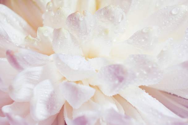 beau motif de pétales de la tête d'un chrysanthème de fleur, macro d'une fleur blanche fraîche, gros plan, fond floral abstrait coloré avec une plante en fleurs, détails de beauté florale - Photo, image