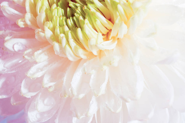 όμορφο μοτίβο των πέταλων του κεφαλιού ενός ανθισμένου χρυσάνθεμα, μακροεντολή ενός φρέσκου λευκού λουλουδιού, κοντινό πλάνο, πολύχρωμο αφηρημένο λουλουδάτο φόντο με ένα ανθισμένο φυτό, λεπτομέρειες ανθικής ομορφιάς - Φωτογραφία, εικόνα