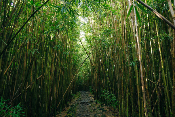 Camino a través del denso bosque de bambú, que conduce a las famosas cataratas de Waimoku. Sendero popular de Pipiwai en el Parque Nacional Haleakala  - Foto, imagen