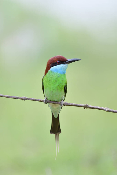 precioso vientre verde a la barbilla azul con los ojos rojos máscara negro y pájaro cabeza marrón lonly posando en rama seca sobre fondo borroso - Foto, Imagen
