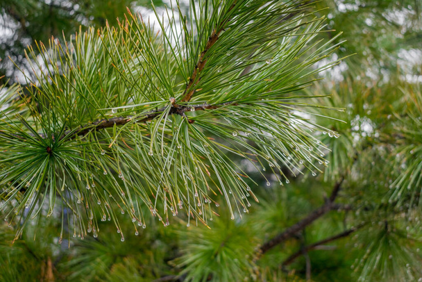Соснове дерево крупним планом з краплями дощу
 - Фото, зображення