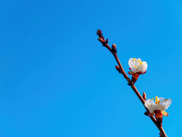 Floración primaveral del árbol frutal de albaricoque contra el cielo azul. Flor blanca. Albaricoque. Cielo azul. Jardinería. Árboles frutales. Temporada de primavera. Imagen de fondo. Pétalo blanco. Botánica. - Foto, imagen