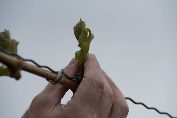 Weinberg mit jungen Reben mit grünen Blättern, Weinbau im Weinbau - Foto, Bild