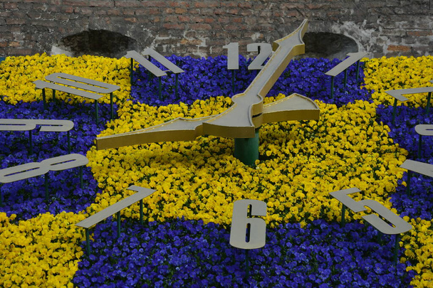 Iso värikäs kukka kello kanssa pansy Lviv City Street, Ukraina. Kukkakello sininen ja keltainen kukkia - Valokuva, kuva