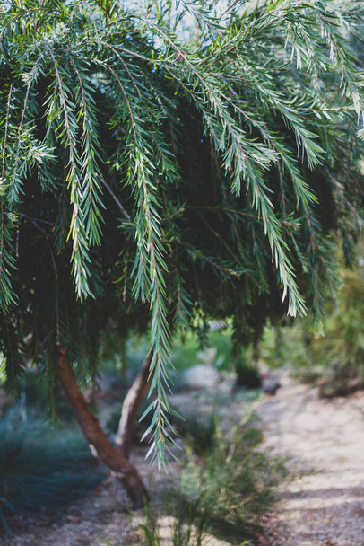native Australian callistemon viminalis (weeping bottlebrush) tree outdoor in sunny backyard shot at shallow depth of field - Zdjęcie, obraz
