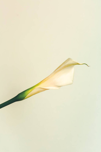 Branch van lange calla plant close-up. Een plant op witte achtergrond. Vlakke lay, bovenaanzicht. Kopieer ruimte voor tekst. - Foto, afbeelding