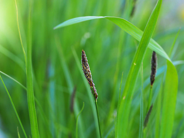 緑の穀物の草と耳の抽象的な背景 - 写真・画像