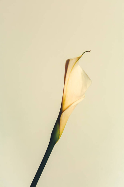 Branch of long calla plant close-up. A plant on white background. Flat lay, top view. Copy space for text. - Φωτογραφία, εικόνα