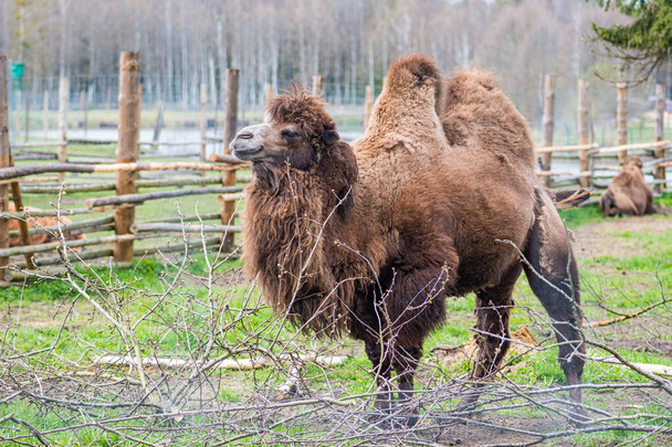 Çiftlikte ya da hayvanat bahçesinde iki hörgüçlü deve. Moğol devesi ya da evcil Bactrian devesi, Orta Asya bozkırlarına özgü tek ayak parmaklı büyük bir mermer. - Fotoğraf, Görsel